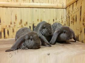 Кролики малыши  Французский Баран Гавана