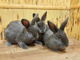 Кролики малыши  Венский Голубой